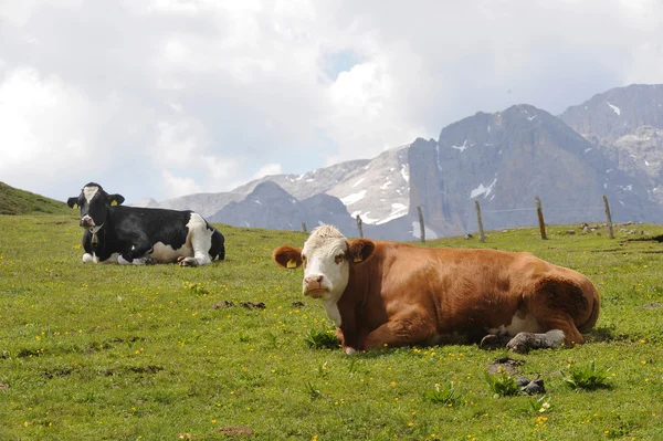 Vacas —  Fotos de Stock