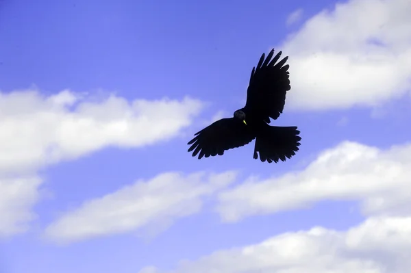 Raven vliegen — Stockfoto
