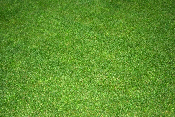 Verde gramado — Fotografia de Stock