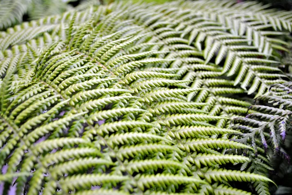 Tree fern — Stock Photo, Image