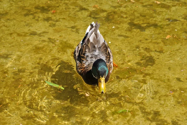 Ördek Havuzu — Stok fotoğraf