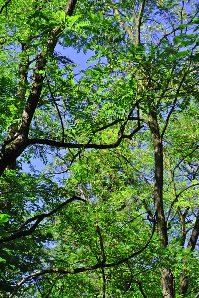 落叶松和松树的森林 — 图库照片