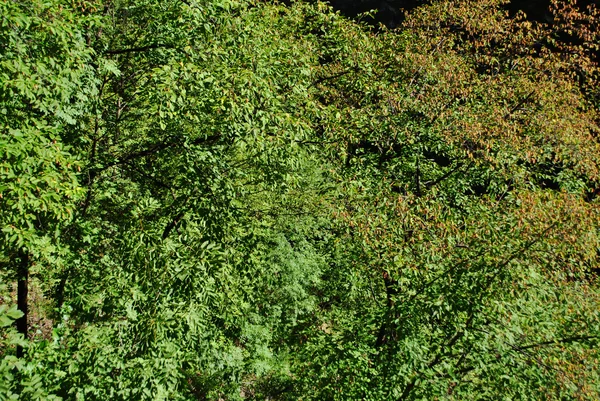 낙 엽 송과 소나무 숲 — 스톡 사진