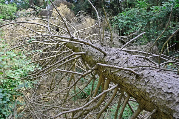 Çam ağacı düştü — Stok fotoğraf