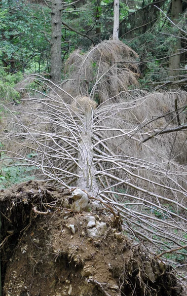 松の木が倒れた — ストック写真