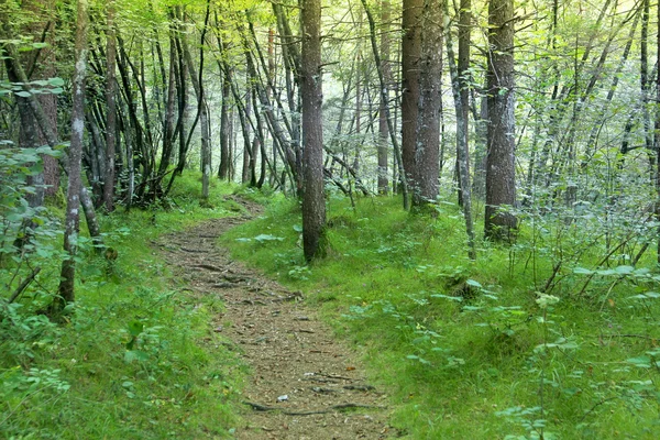 The Path — Stock Photo, Image