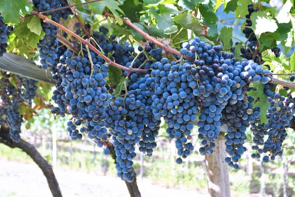 Вино винограду Ліцензійні Стокові Фото
