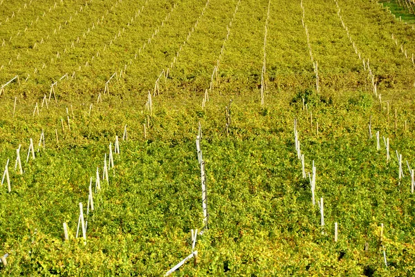 Uva Chardonnay — Foto Stock