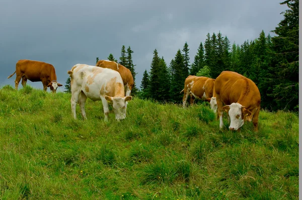 Una vaca. . Imágenes de stock libres de derechos