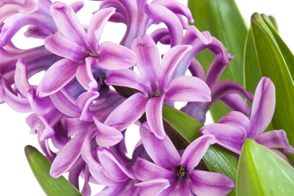 stock image Hyacinth (Hyacinthus)