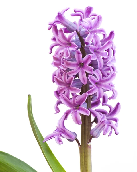 Hyacinth (Hyacinthus) — Stock Photo, Image