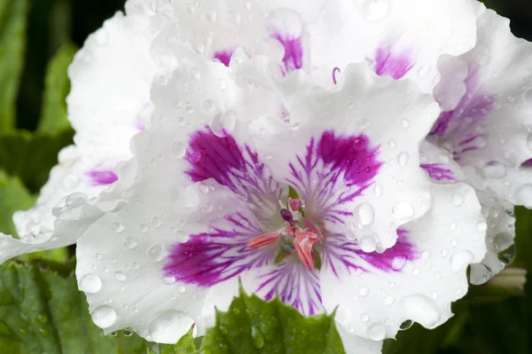 stock image Pelargonium