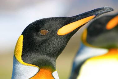 Headshot of king penguin clipart