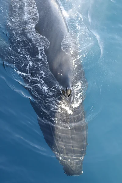 Cabeça de baleia jubarte — Fotografia de Stock
