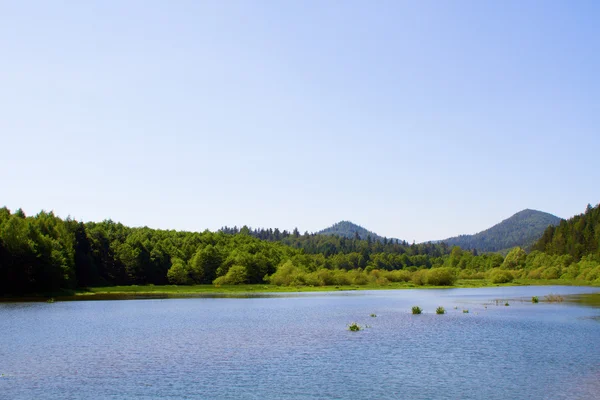 湖と明るい日中の森 — ストック写真