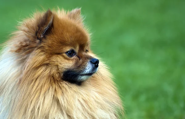 Cute hound — Stock Photo, Image
