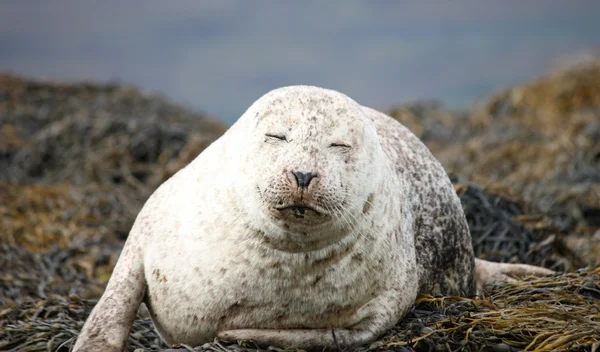 Серый тюлень . — стоковое фото