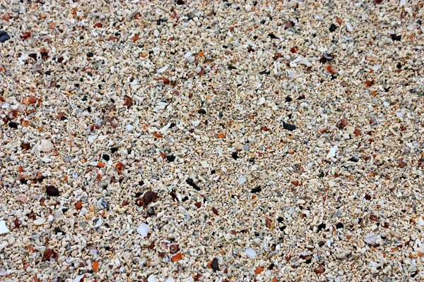 Kagyló és kövek a tengerparton. — Stock Fotó