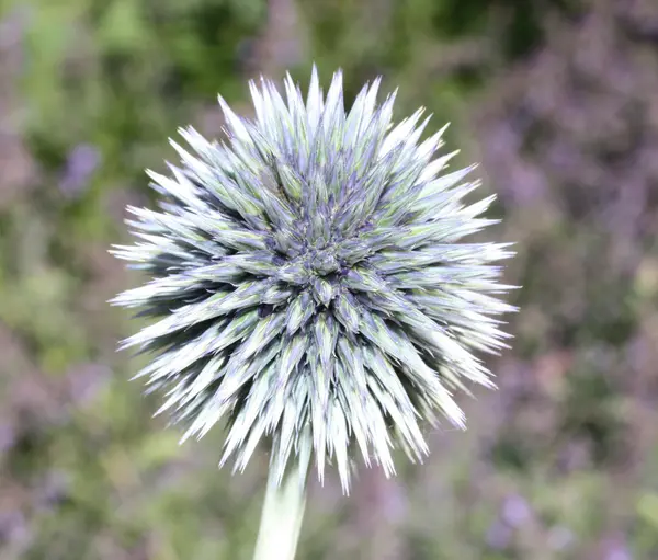 stock image A Beautiful Purple and White Flower Head.