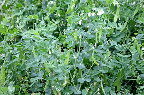 A Crop of Pea Pods. — 图库照片