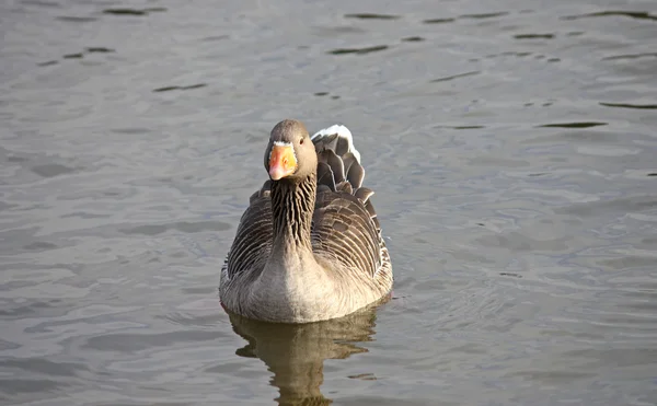 Greylag Goose. — Stock Photo, Image