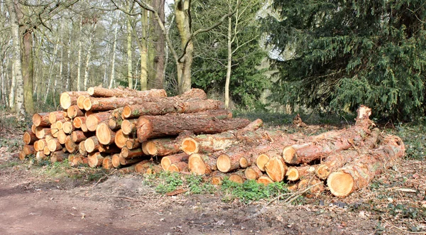 Baumstämme aus der Forstwirtschaft. — Stockfoto