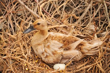 Duck in the nest clipart