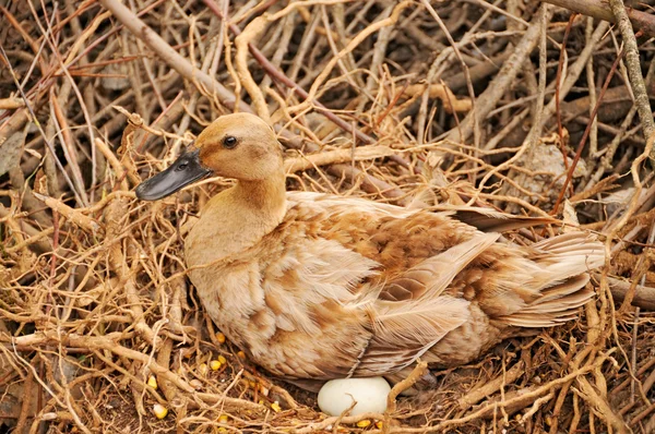 stock image Duck in the nest