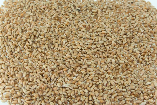Wheat food — Stock Photo, Image