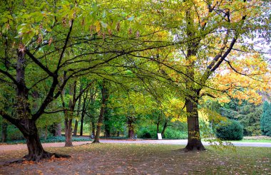 sonbahar ağaçlarda Łazienki Parkı, Varşova, Polonya