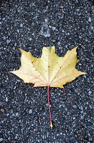 Yellow maple leaf on pavement — Stock Photo, Image