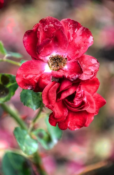 Rote Blumen auf schwarzem Hintergrund — Stockfoto