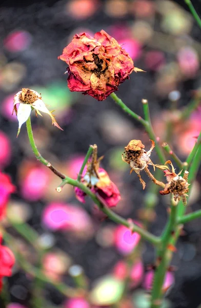 Zwiędły kwiat z tło zamazane pole — Zdjęcie stockowe