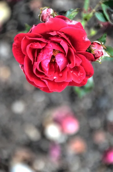 Червона троянда на розмитому фоні — стокове фото