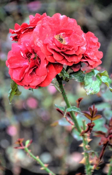 Красные цветы на черном фоне — стоковое фото