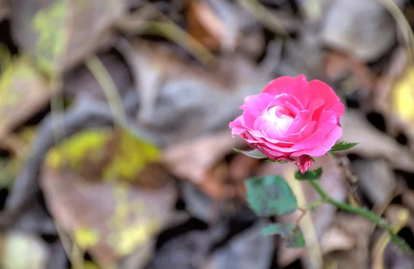 Růžová růže na rozmazané pozadí — Stock fotografie