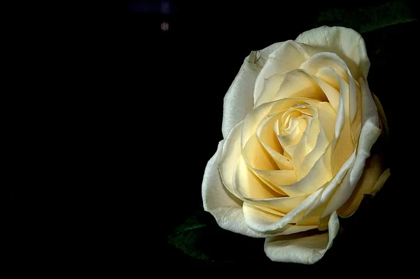 White rose on black background — Stock Photo, Image