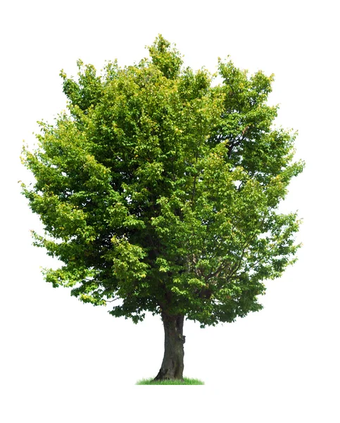 Zelený strom Stock Obrázky