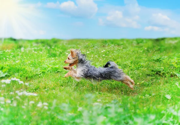 Dog playing in the park — Stock Photo, Image
