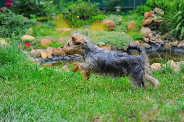 Pies bawiący się w parku — Zdjęcie stockowe
