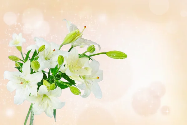 Vackra vita lily blommor — Stockfoto
