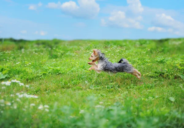 Cane che gioca nel parco — Foto Stock