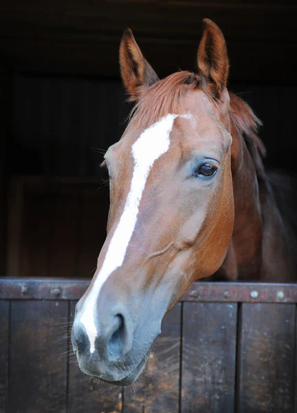 stock image Horse closeup