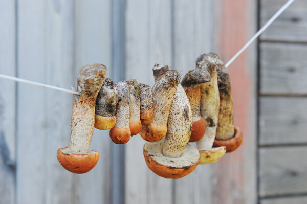 Mushrooms hanging on the rope