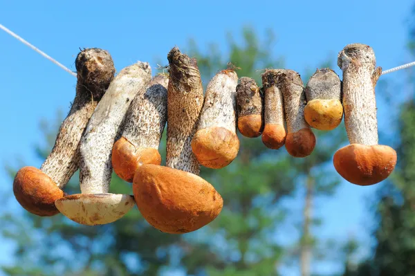 Mushrooms hanging on the rope — Stock Photo, Image