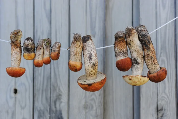 Cogumelos pendurados na corda — Fotografia de Stock