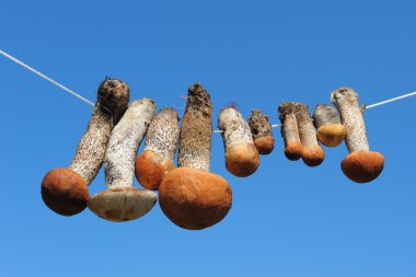 Mushrooms hanging on the rope clipart