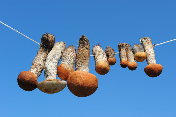 Mushrooms hanging on the rope