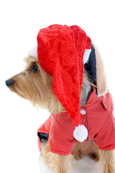 圣诞节的约克犬 — 图库照片