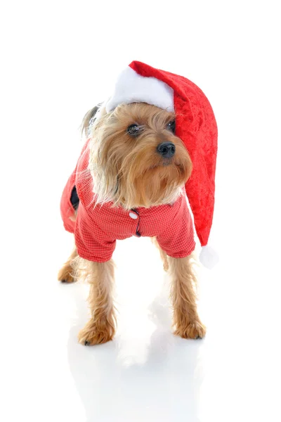 圣诞节的约克犬 — 图库照片